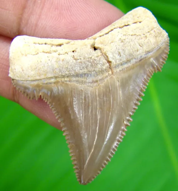 Peruvian Angustidens Shark Tooth - 1.47" - Real Fossil - No Repair - Shark Teeth