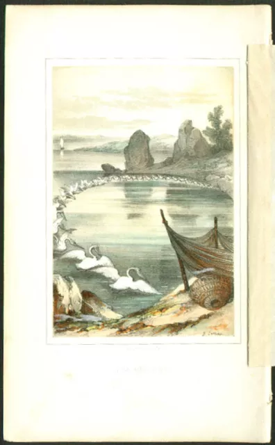 Pelicans fishnets 1850s colored bird engraving Sorrieu