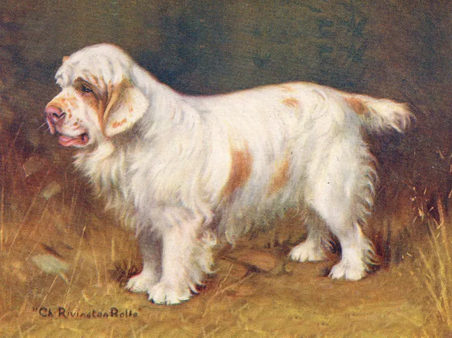 Clumber Spaniel Charming Dog Greetings Note Card Lovely Standing Named Dog