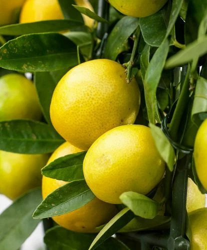 Pianta Di Cedro Mano Di Buddha In Vaso 20 Cm | Savini Vivai - Foto 6