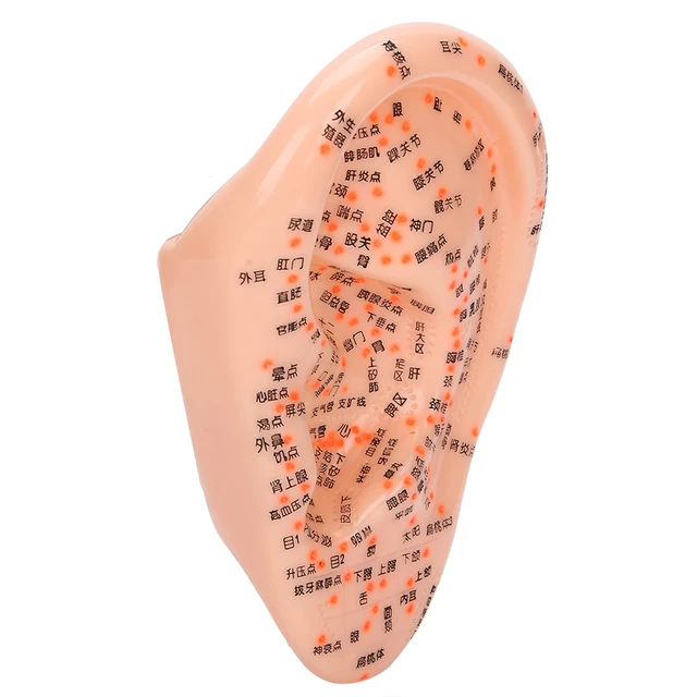 Ear Acupuncture Model With Acupuncture Points Ear Massage Model For Home Use FS1