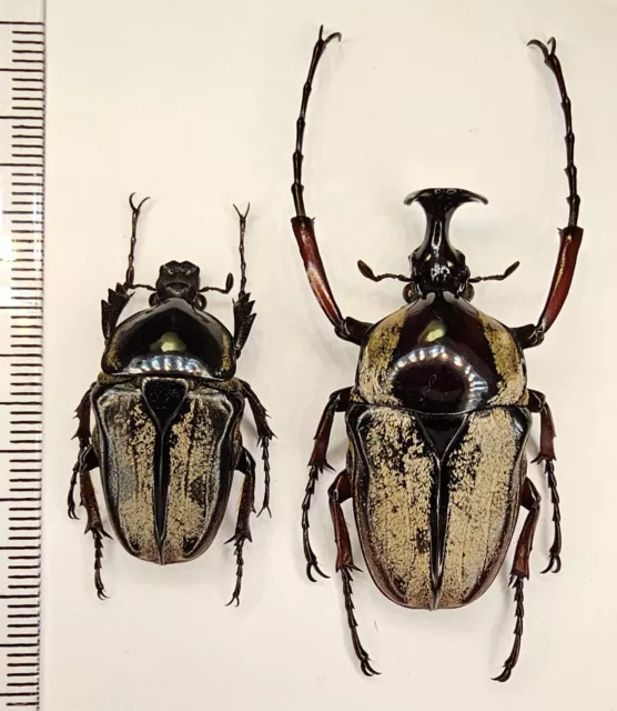 Scarabaeidae,Cetoniinae, Herculaisia melaleuca, male 41 mm/fem 31,5 mm, Vietnam.