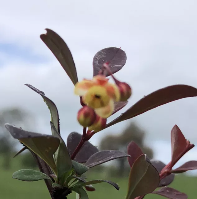 Berberis thunbergii f. atropurpurea FREE DELIVERY ON 5 OR MORE OF ANY PLANTS