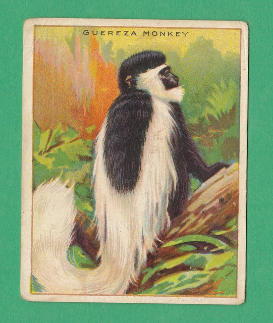 American Tobacco Co. - Scarce  Animals  Card  -  Guereza  Monkey  -  1910