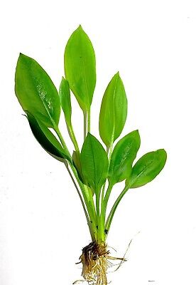 Amazon Sword Echinodorus Bleheri Live Aquarium Plants Rooted BUY 2 GET 1 FREE ✅