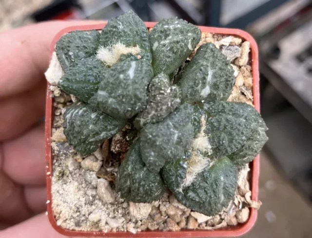 Ariocarpus Hybrid Twinhead Kaktus Cacti Own Root Seedling