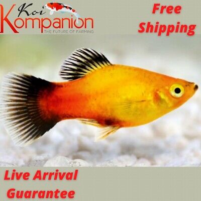 5/10/20X Sunburst Platy Freshwater Fish Koi Kompanion Free Shipping