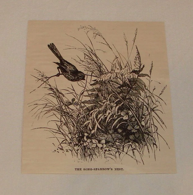 1887 magazine engraving ~ SONG-SPARROW'S NEST