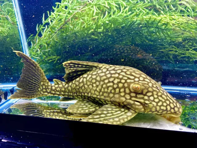 L330 Watermelon Pleco 7"-8" live fish FREE SHIPPING