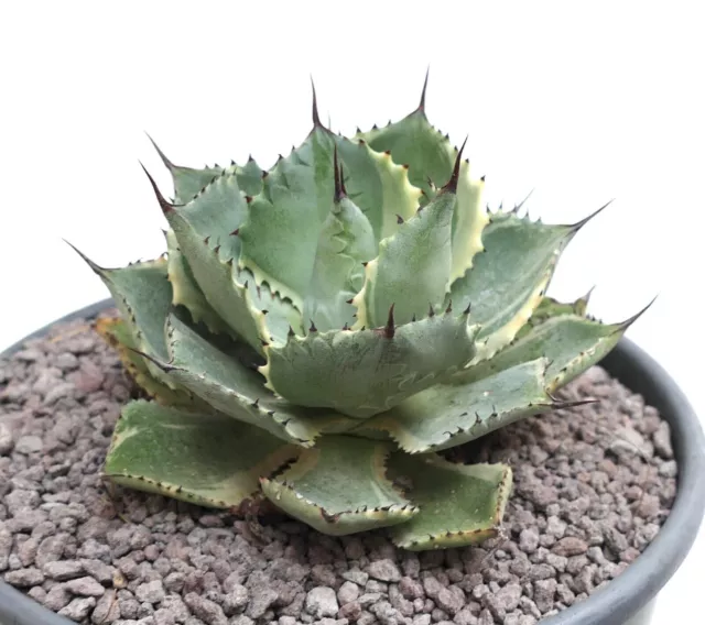 Agave isthmensis cv DELAWARE variegated ex NCS U.S.A. Y2T 2