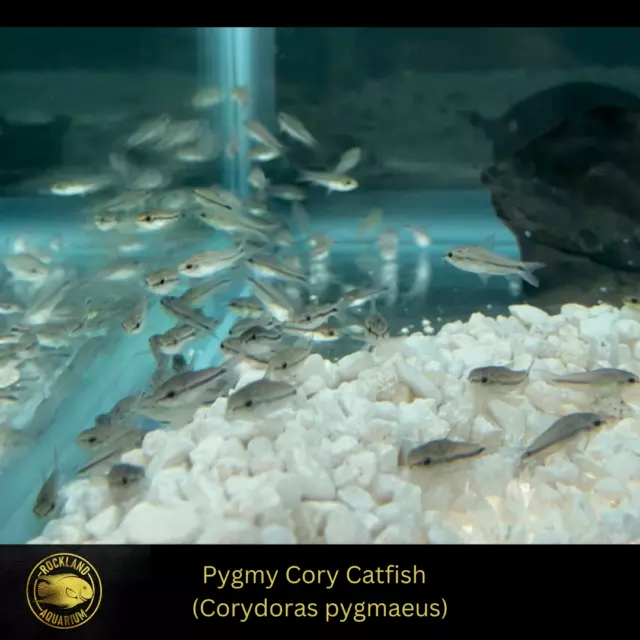 6x Pygmy Cory Catfish - Corydoras pygmaeus  - Live Fish (.5" - .75")