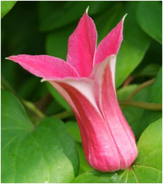 Clematis Texensis 'Princess Diana' X 3 Large Plug Plants for Potting on