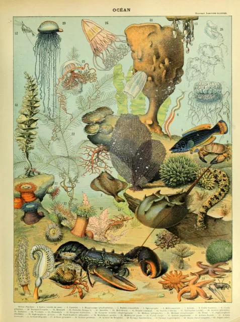 Antique Ocean : Adolphe Millot : 1897 : Archival Quality Art Print