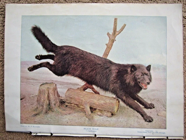 1898 Antique Black Wolf Animal Lithograph Print