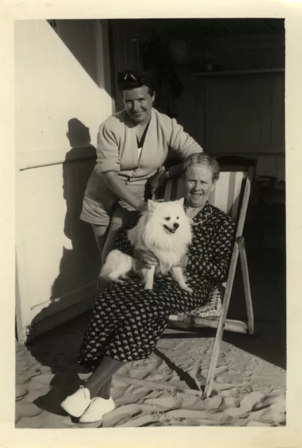 Photo Ancienne - Vintage Snapshot - Animal Chien Chaise - Dog Chair