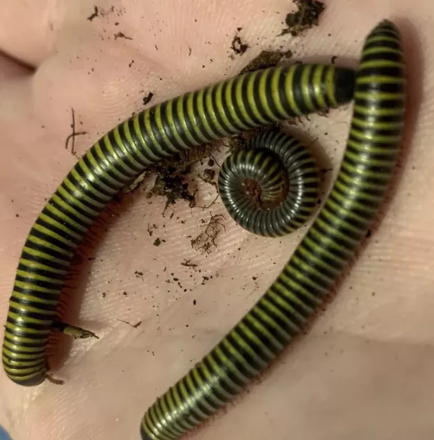 5 Bumblebee Millipedes For Sale LIVE Educational Pet Clean UpCrew Reptile Feeder