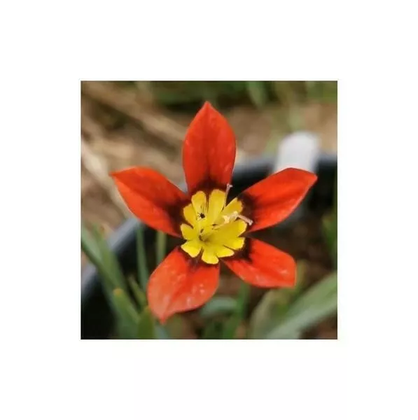 10x Sparaxis Tricolor Zigeunerblume Jardin Plantes - Graines B279