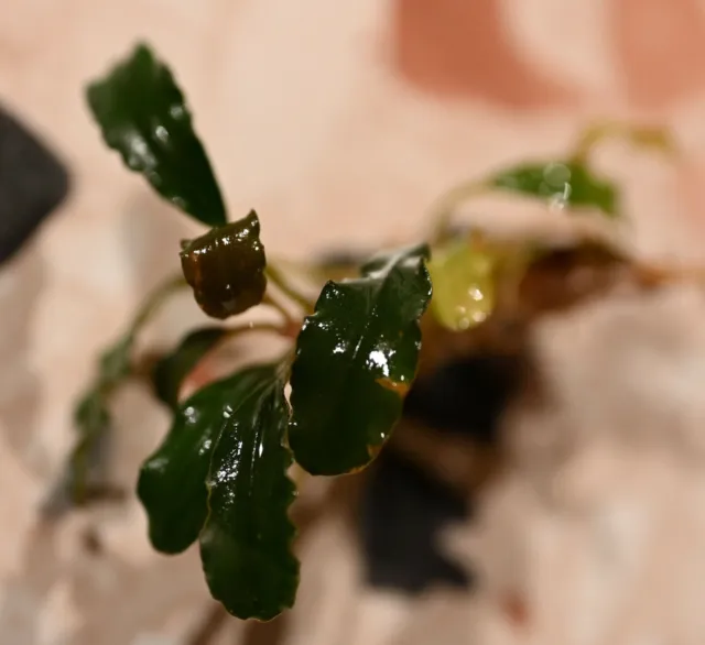Bucephalandra Brownie Jade - Ableger / Rhizom - Rarität - Nano Aquarium