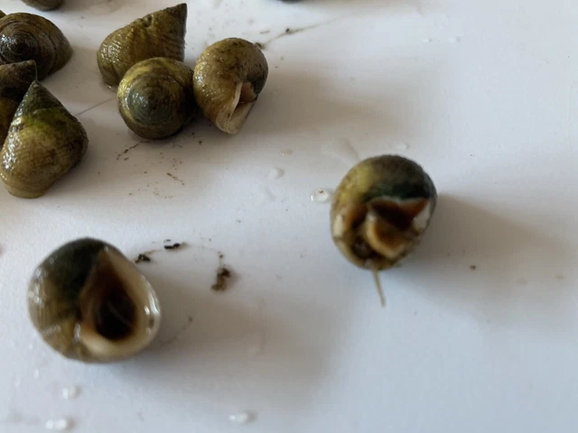 400 Live Saltwater Periwinkle Snail For Aquarium Fish Tank Filter Algae Detritus