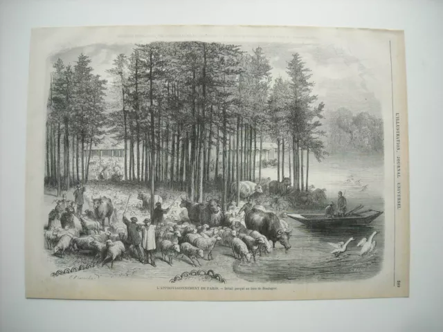 Gravure 1870.  La Guerre. L’approvisionnement De Paris.betail Bois De Boulogne.