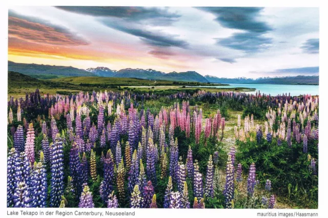 Postcard Neuseeland New Zealand Aotearoa Lake Tekapo NZ Canterbury Lupine Blume