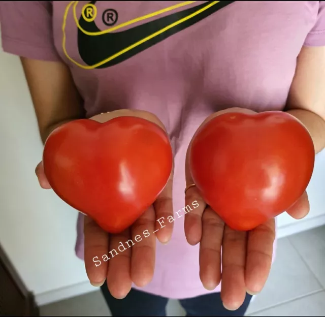 Giant Strawberry Tomato Large - 2 Packets of Sweet and Delicious seeds QLD