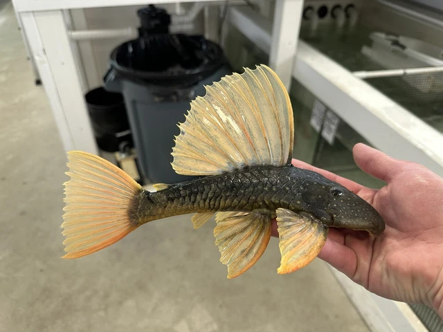 “Phase II” Luteus Pleco 8-9”-Live Freshwater Tropical Aquarium Fish