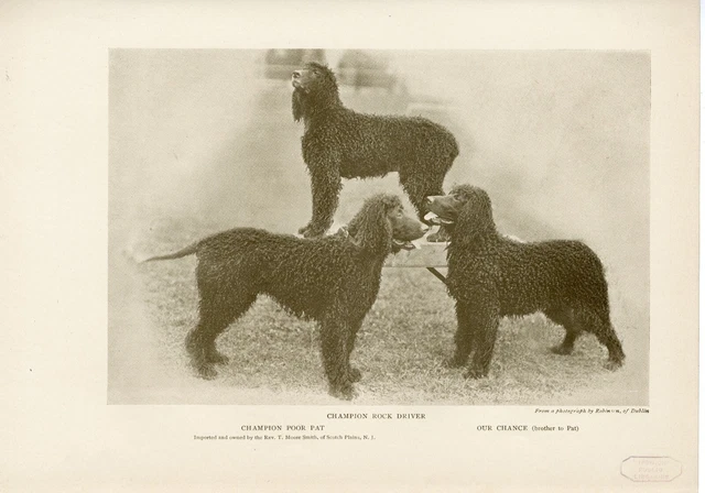 Irish Water Spaniel Named Dogs Original Antique Dog Print Page From 1906