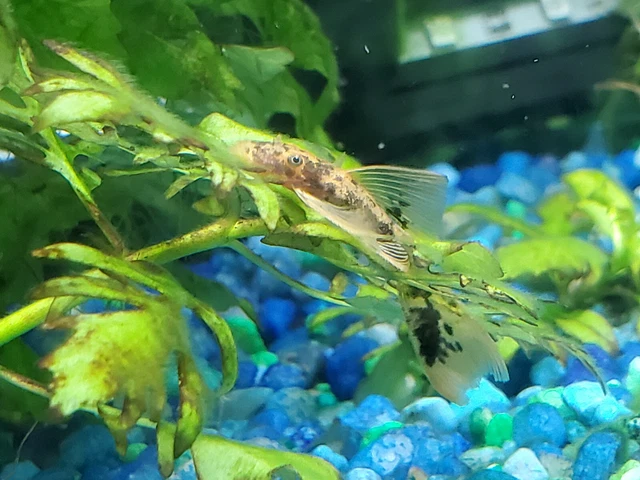 2 Super Red Calico Longfin Bristlenose Pleco (~2 - 3") Bushynose Ancistrus 9