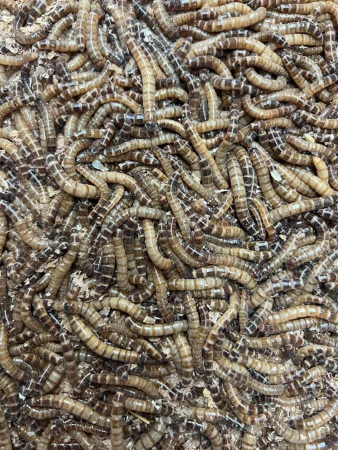 Live Superworms 50 - 1,000 Reptile Food Insects Free Shipping