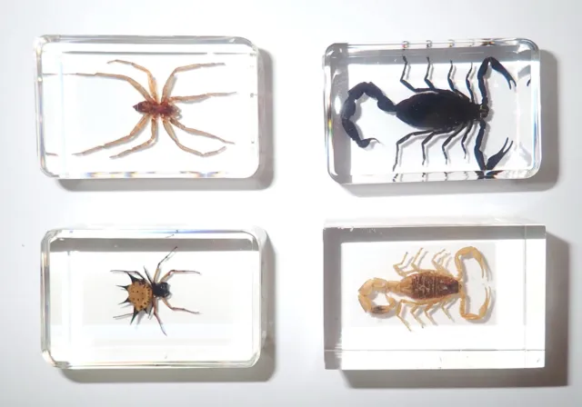 2 Spider + 2 Scorpion Set in 4 Clear small Lucite Block Learning Aid TE1S4