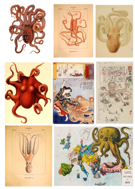 Octopus ZOOLOGICAL vintage antique Sea print Animal decoration wall art Poster