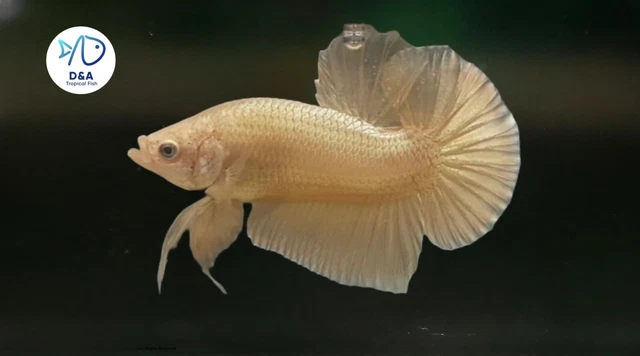 1 Male Golden  Betta Live Fish High Quality   Halfmoon Plakat