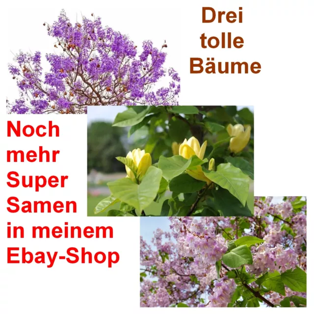 SAMEN Sparen beim Samenkauf: Tulpen-, Palisander-, und Blauglockenbaum im Set !