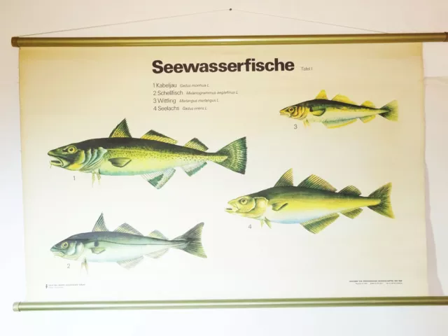 Vintage Role Map Seewasserfische COD Bib Fish Lehrkarte