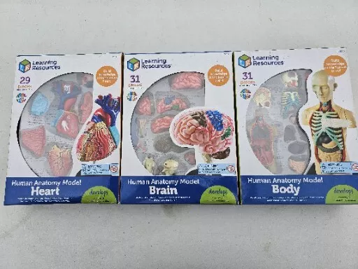 Lot of 3 Human Anatomy Model Sets By Learning Resources Heart, Brain & Body