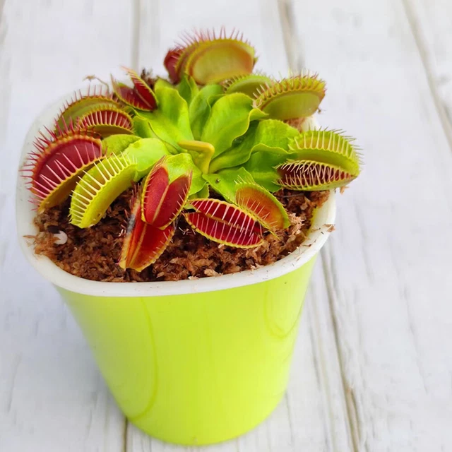 DIONAEA MUSCIPULA 100PCS 1 Pack Venus Flytrap Carnivorous Plants Seeds ...