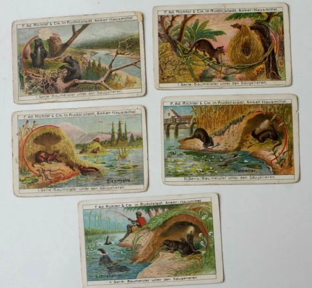 27200 5 Collecting Images Company Richter Rudolstadt Anchor Series Builder Ma