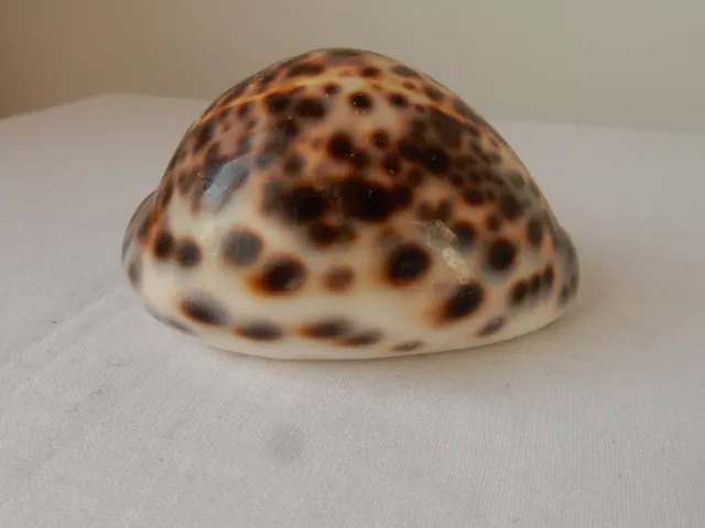 Cypraea Tigris Tiger Cowrie Sea Shell 8cm- 3inches Long