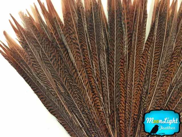 10 Pieces - 8-10" Natural Golden Pheasant Tail Feathers