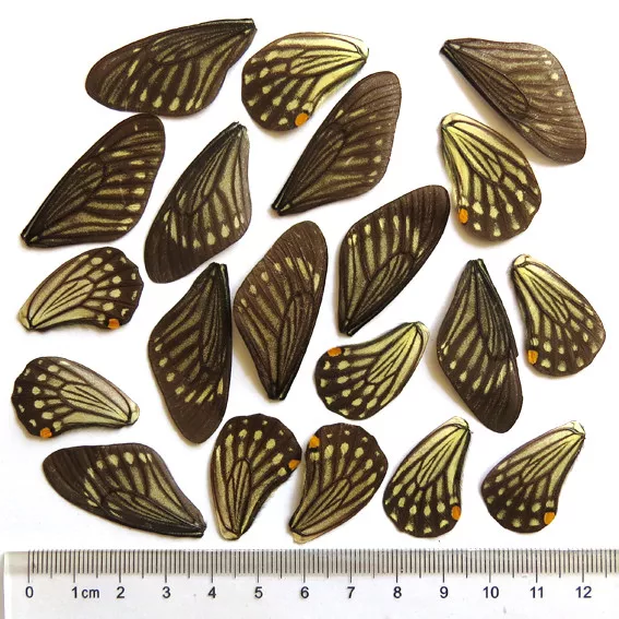 GIFT 20 pcs REAL BUTTERFLY wing material  DIY artwork jewelry  #47