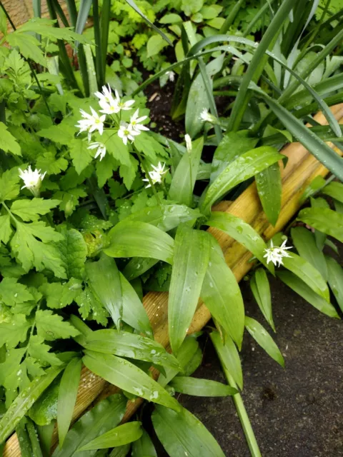 10x WILD GARLIC BULBS/ Plants