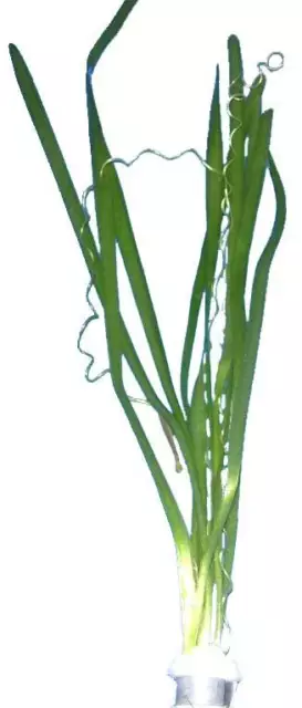 5 Bund Vallisneria Spiralis, gewöhnliche Wasserschraube, Aquarienpflanzen