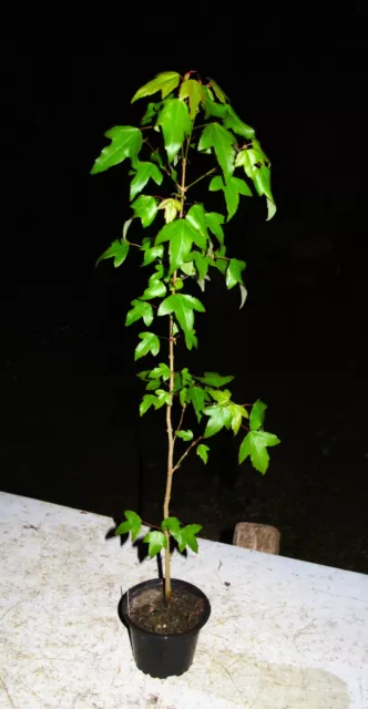 japanischer Dreispitzahorn   Acer buergerianum, frosthart selten ! Bonsaiahorn