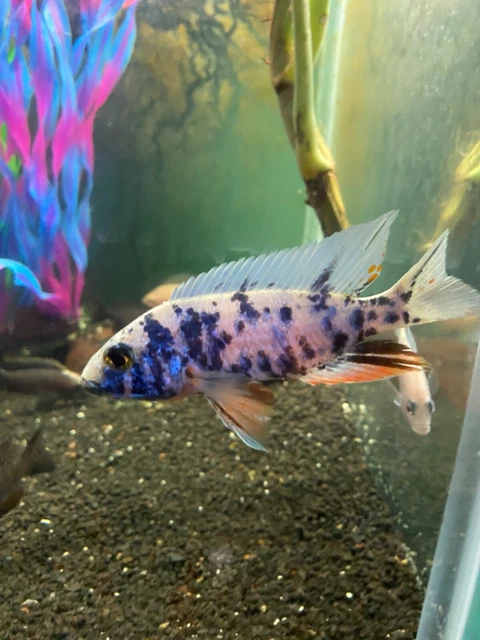 1 Live MALE Albino blue berry ob African Cichlid RARE Freshwater Tropical Fish