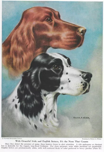 Irish and English Setter Head - CUSTOM MATTED - 1937 Vintage Color Dog Art Print