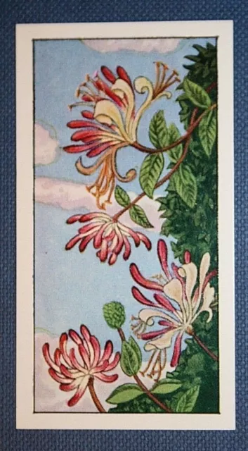 HONEYSUCKLE   Vintage 1960's Botanical Illustration Card