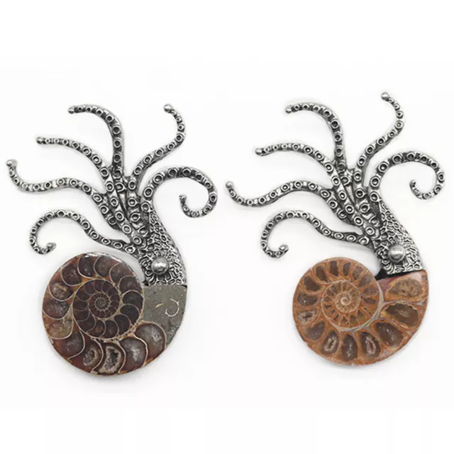 Ammonite Mollusc Squid Octopus Fossil Shell Brooch/Pendant Animal Ocean Nature