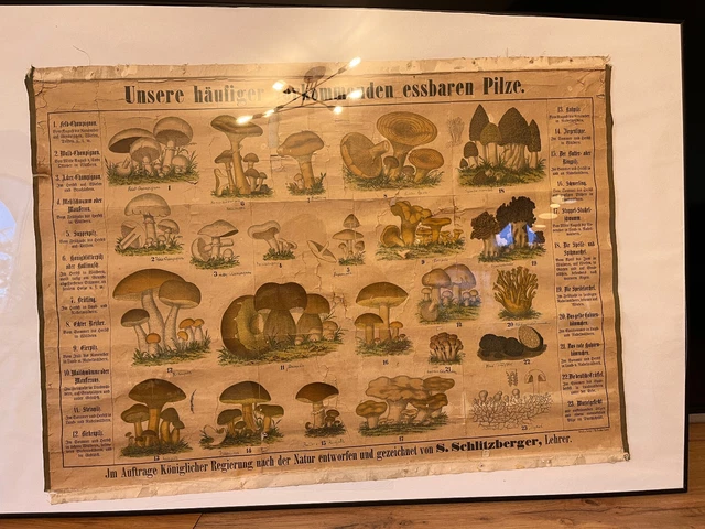 ANTIK HISTORISCHE SCHULKARTE Wandkarte im Rahmen &amp;quot;heimische essbare ...
