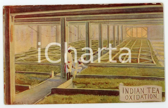 1915 INDIA Indian Tea Oxidation - Arthur COCKLE Tea Specialist - Postcard FP VG